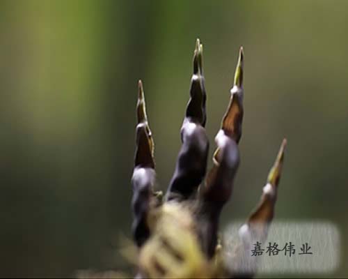 灌縫膠廠家如雨後春筍般湧現